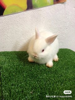 Netherland Dwarf - Dwarf Rabbit