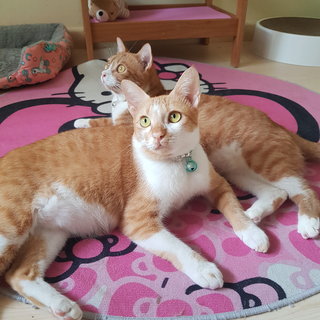 Gina &amp; Gin The Manja Bonded Siblings - Tiger + Domestic Short Hair Cat