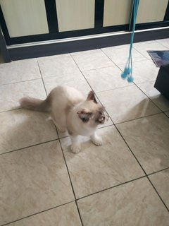 Fuji - Maine Coon + Domestic Long Hair Cat