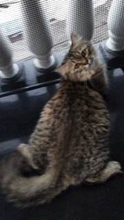 Minya (Fluff Monster) - Maine Coon + Domestic Medium Hair Cat