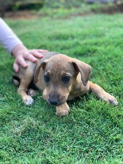 Neo,poly,mini,titi/mina - Mixed Breed Dog