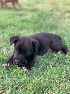 Neo,poly,mini,titi/mina - Mixed Breed Dog