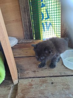 Twins - Domestic Short Hair Cat