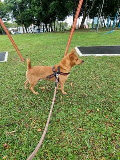 Bob  - Corgi Mix Dog