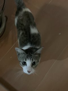 Mama - Domestic Short Hair Cat