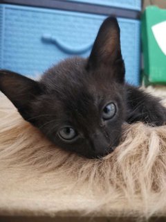 Black Panter - Domestic Medium Hair Cat