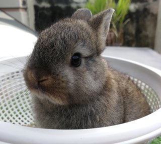 Chubby Pure Nd Baby Rabbit - Netherland Dwarf Rabbit