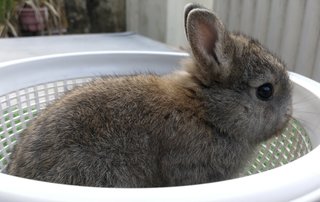 Chubby Pure Nd Baby Rabbit - Netherland Dwarf Rabbit