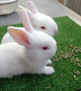 Nzw Rabbit Family - New Zealand Rabbit