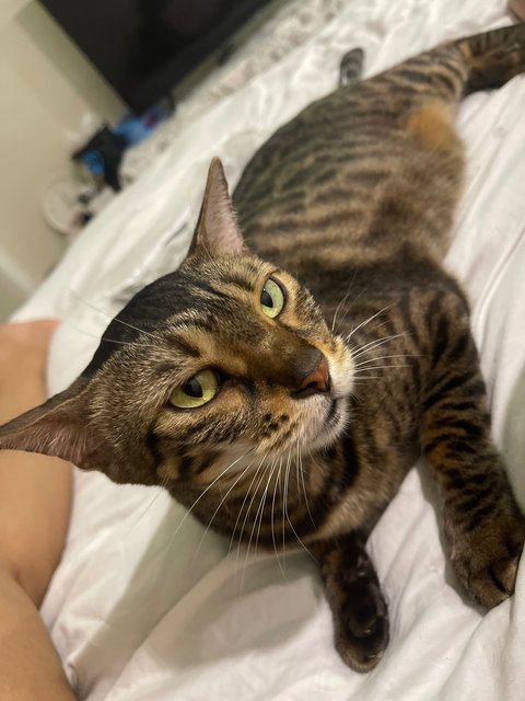 Hope - Domestic Short Hair + Bengal Cat