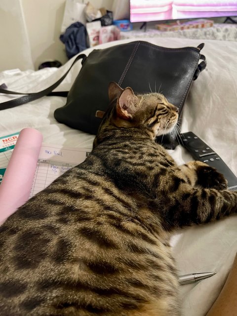 Hope - Domestic Short Hair + Bengal Cat