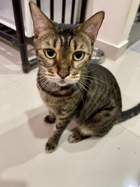 Hope - Domestic Short Hair + Bengal Cat