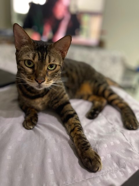 Hope - Domestic Short Hair + Bengal Cat