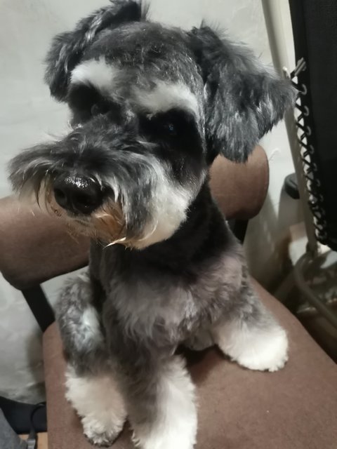 Kobe - Schnauzer Dog