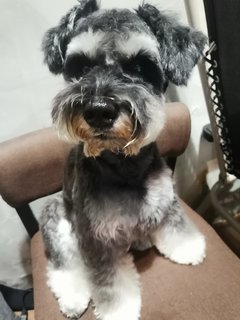 Kobe - Schnauzer Dog