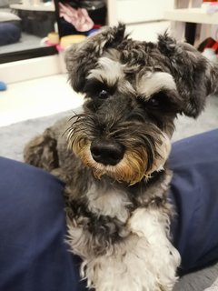 Kobe - Schnauzer Dog