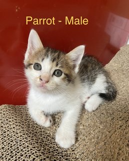 Parrot,patches,mickey -siblings - Domestic Short Hair + Domestic Medium Hair Cat