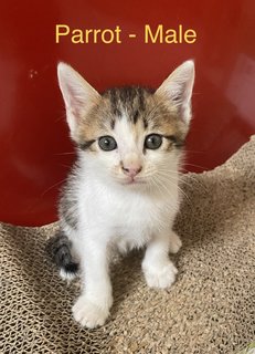 Parrot,patches,mickey -siblings - Domestic Short Hair + Domestic Medium Hair Cat