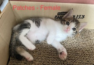 Parrot,patches,mickey -siblings - Domestic Short Hair + Domestic Medium Hair Cat