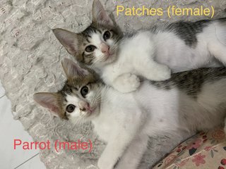 Parrot,patches,mickey -siblings - Domestic Short Hair + Domestic Medium Hair Cat