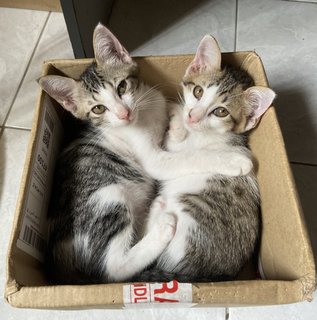 Parrot,patches,mickey -siblings - Domestic Short Hair + Domestic Medium Hair Cat