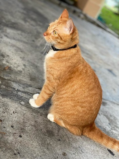 Brownie  - Domestic Medium Hair Cat