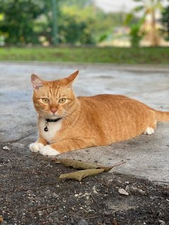 Brownie  - Domestic Medium Hair Cat