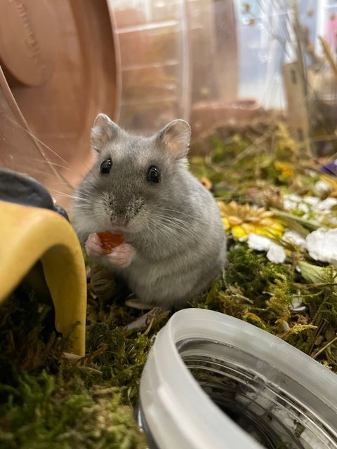 Mochi - Short Dwarf Hamster Hamster