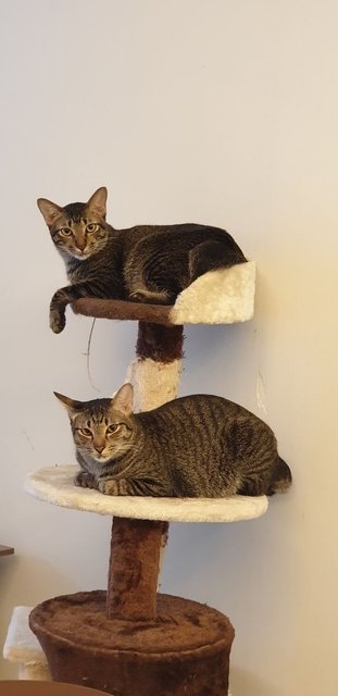 Alpha And Delta - Domestic Short Hair Cat