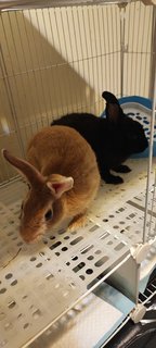 PF122337 - Netherland Dwarf Rabbit