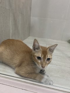 No Name - Singapura Cat