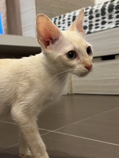 Yuki - Domestic Short Hair Cat