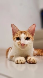 Jordan - Domestic Short Hair Cat