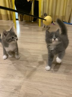 Captain - British Shorthair + Domestic Long Hair Cat