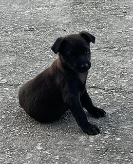 Blackies - Mixed Breed Dog