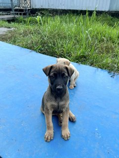 Mighty - Mixed Breed Dog