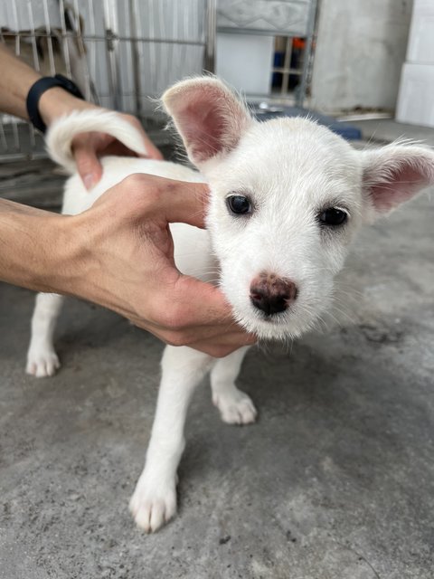 Galpin - Mixed Breed Dog