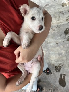 Galpin - Mixed Breed Dog