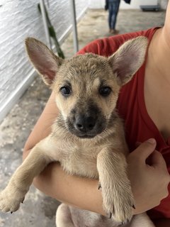 Gomez - Mixed Breed Dog