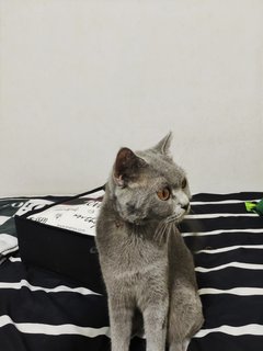 Fifi - British Shorthair Cat