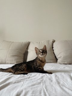 Sweet Boy, Kobe - Domestic Short Hair Cat