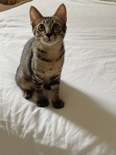 Sweet Boy, Kobe - Domestic Short Hair Cat