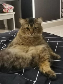 Leo - Domestic Long Hair + Maine Coon Cat