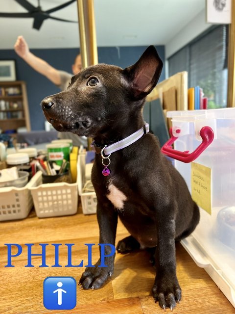 Philip - Mixed Breed Dog