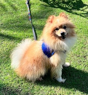 PF122555 - Pomeranian Dog