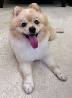 PF122555 - Pomeranian Dog