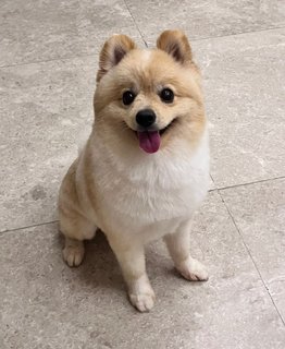 PF122555 - Pomeranian Dog