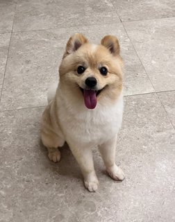 PF122555 - Pomeranian Dog