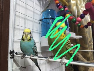 Chicky - Budgie/Budgerigar Bird