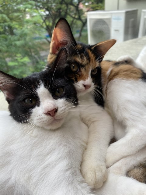 Soko &amp; Tok  - Domestic Medium Hair Cat